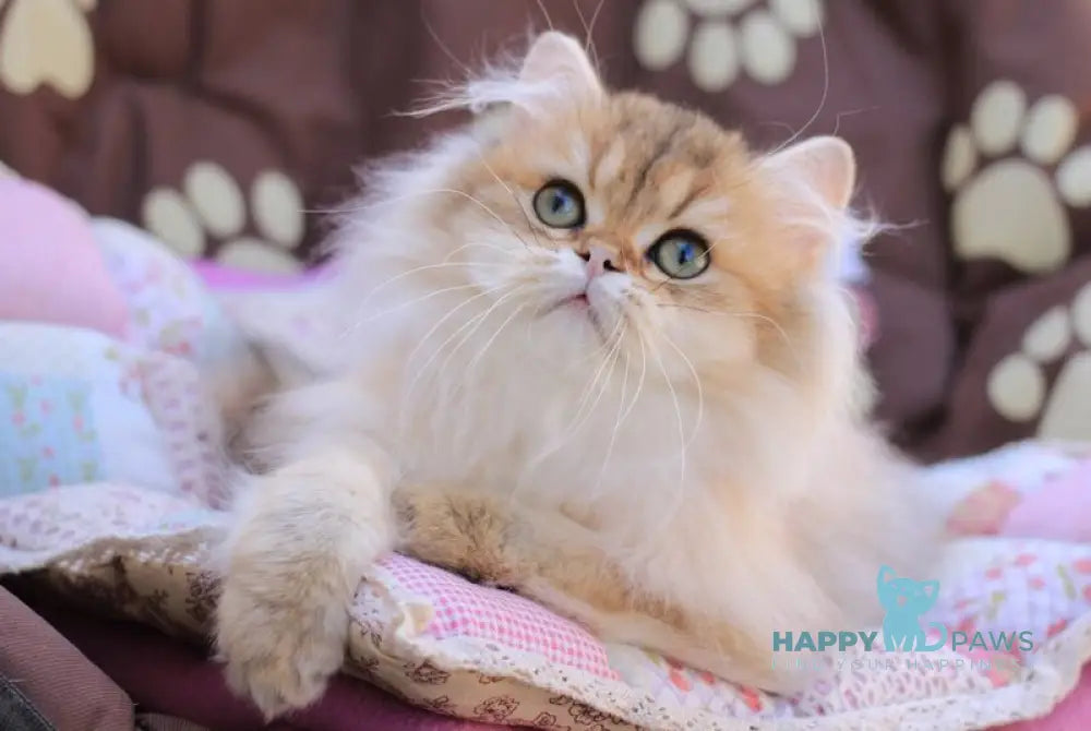 Malvina British Longhair female black golden ticked tabby live animals