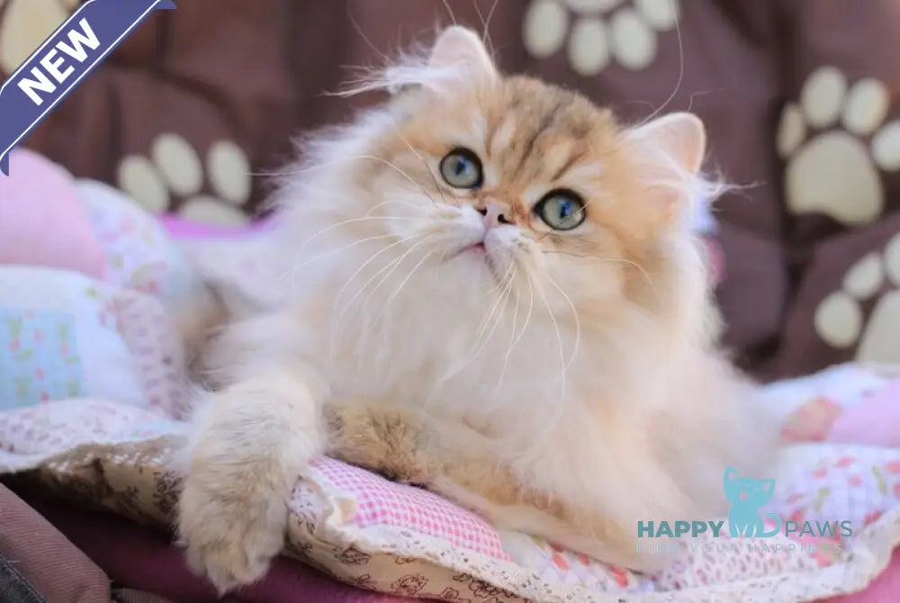 Malvina British Longhair female black golden ticked tabby live animals