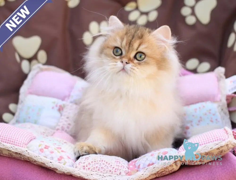 Malvina British Longhair female black golden ticked tabby live animals
