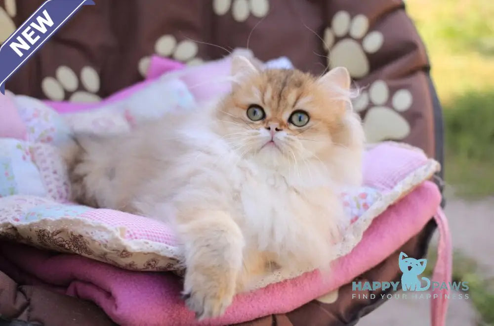 Malvina British Longhair female black golden ticked tabby live animals