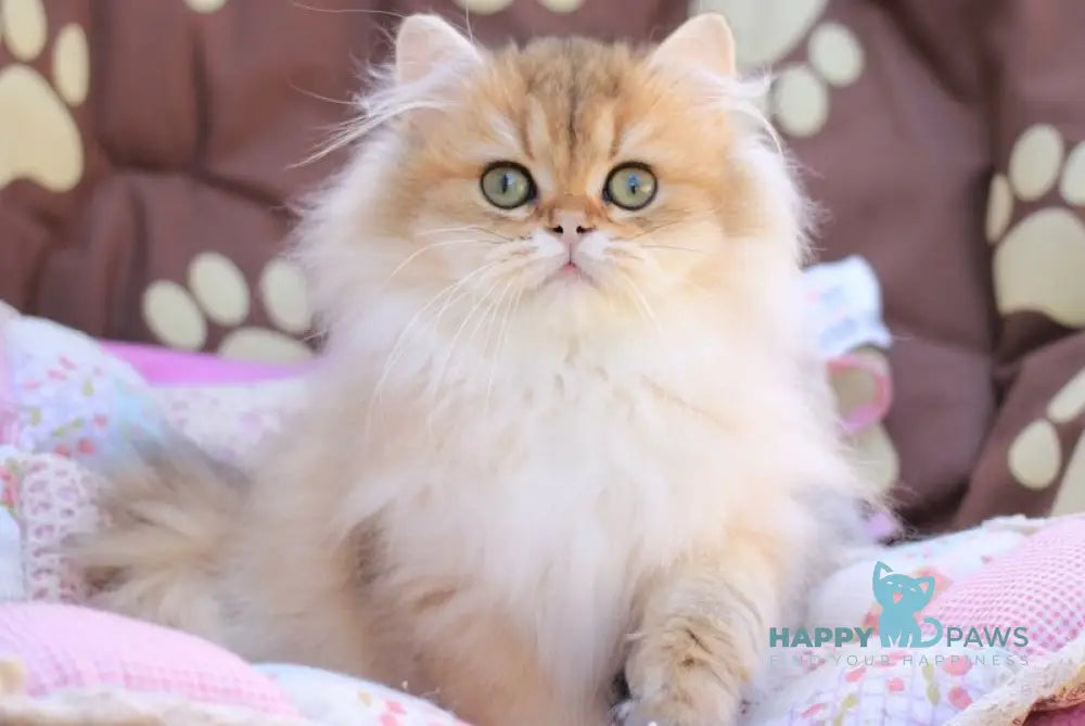 Malvina British Longhair female black golden ticked tabby live animals