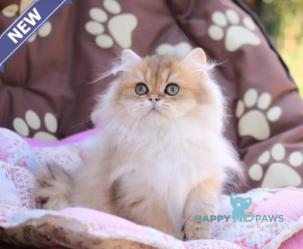 Malvina British Longhair female black golden ticked tabby live animals