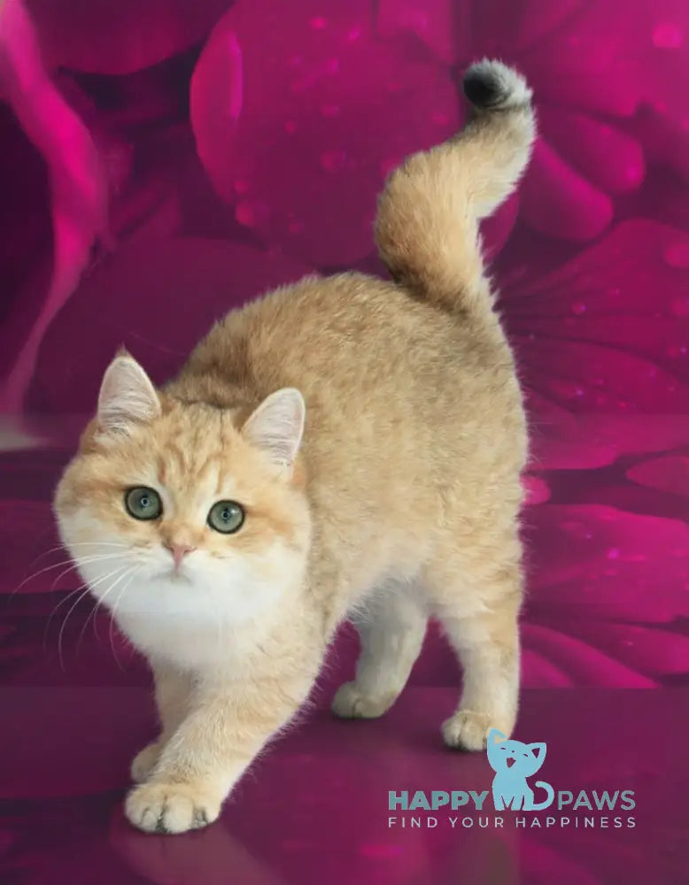 Malvina British Shorthair female black golden spotted tabby live animals