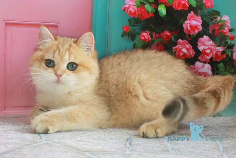 Malvina British Shorthair female black golden spotted tabby live animals