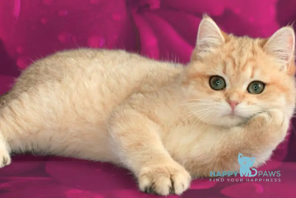 Malvina British Shorthair female black golden spotted tabby live animals