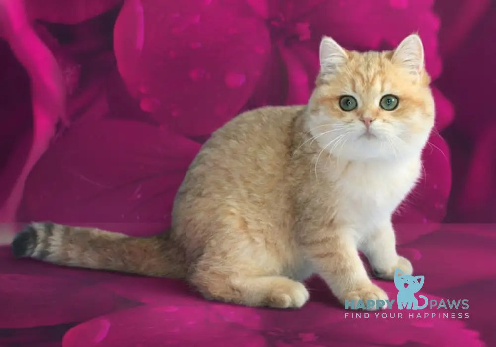 Malvina British Shorthair female black golden spotted tabby live animals