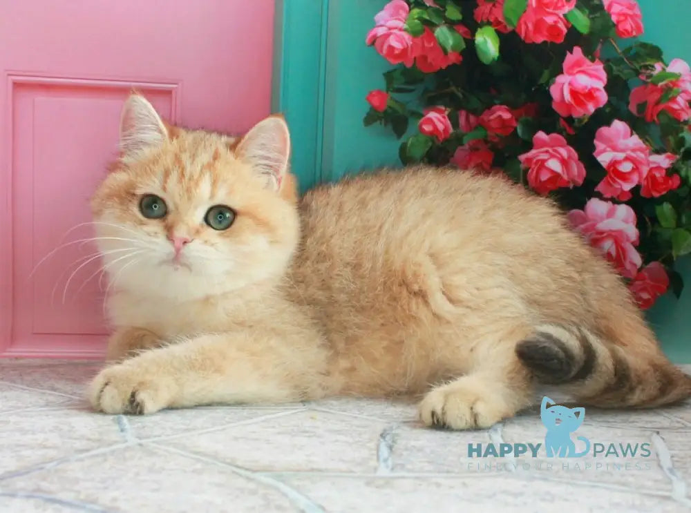 Malvina British Shorthair female black golden spotted tabby live animals