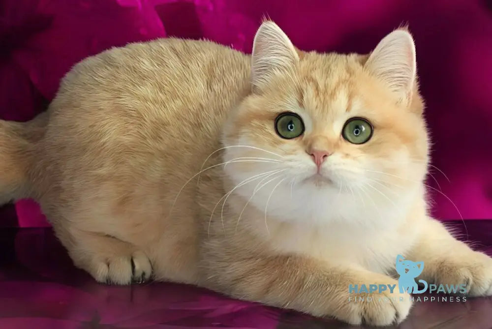 Malvina British Shorthair female black golden spotted tabby live animals