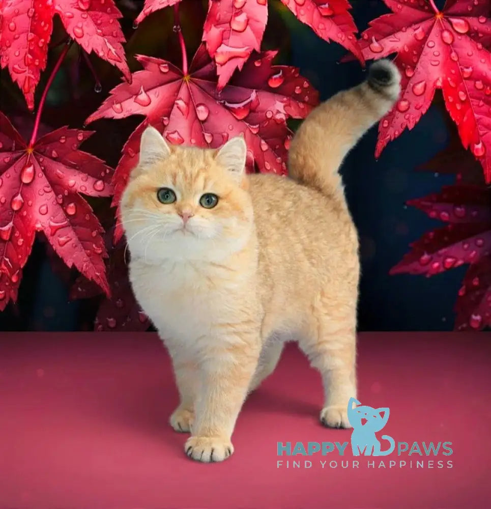 Malvina British Shorthair female black golden spotted tabby live animals