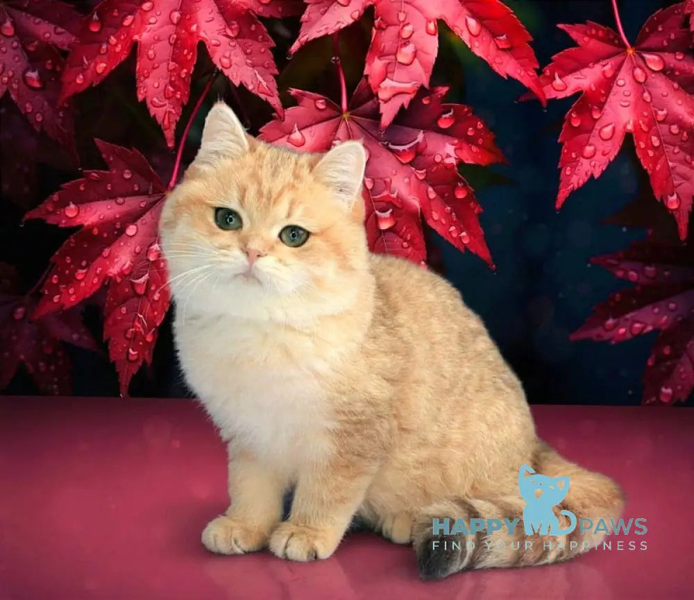 Malvina British Shorthair female black golden spotted tabby live animals