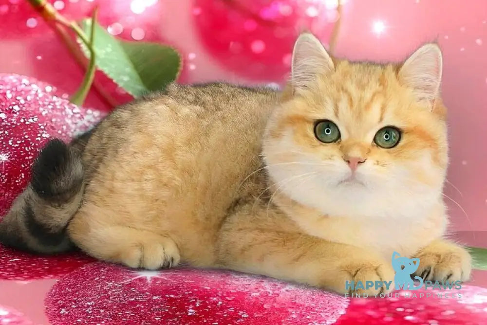 Malvina British Shorthair female black golden spotted tabby live animals