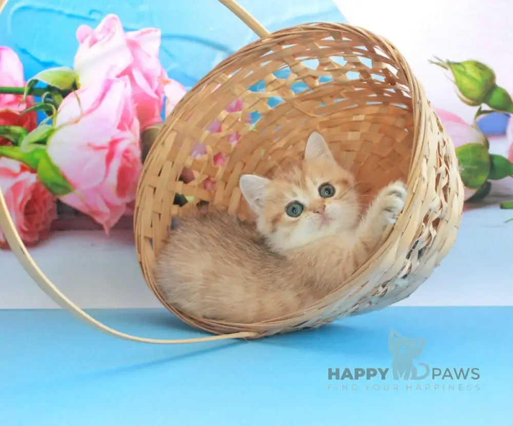 Malvina British Shorthair female black golden spotted tabby live animals