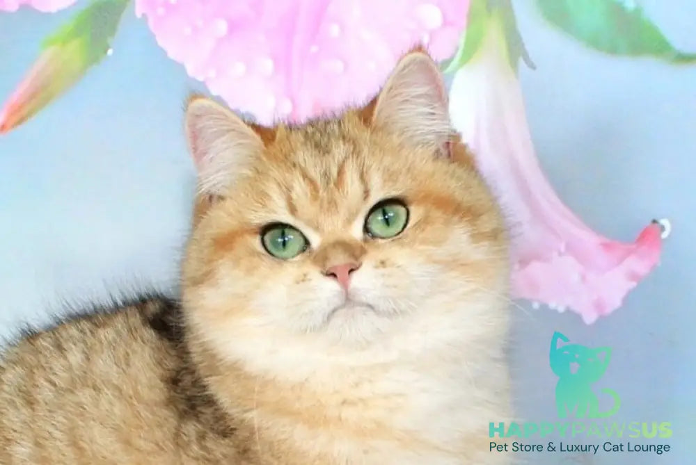 Malvina British Shorthair female black golden spotted tabby live animals