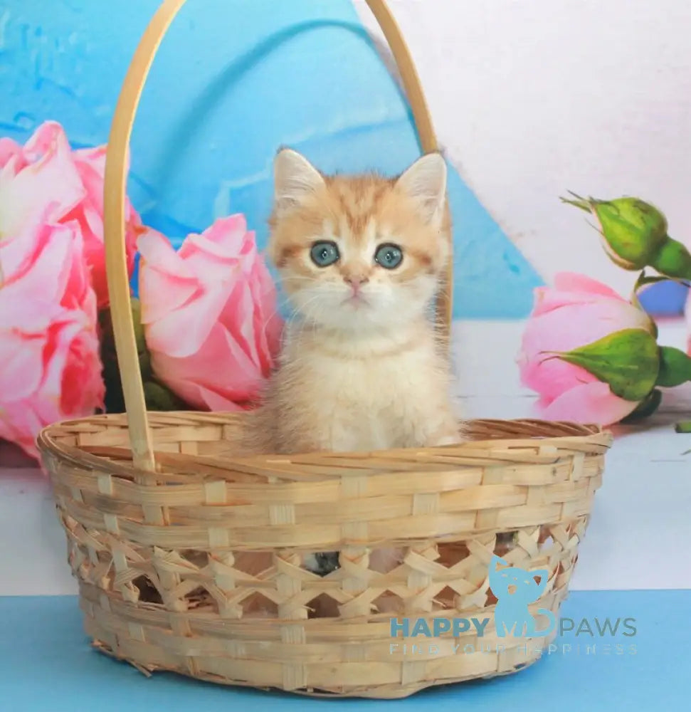 Malvina British Shorthair female black golden spotted tabby live animals