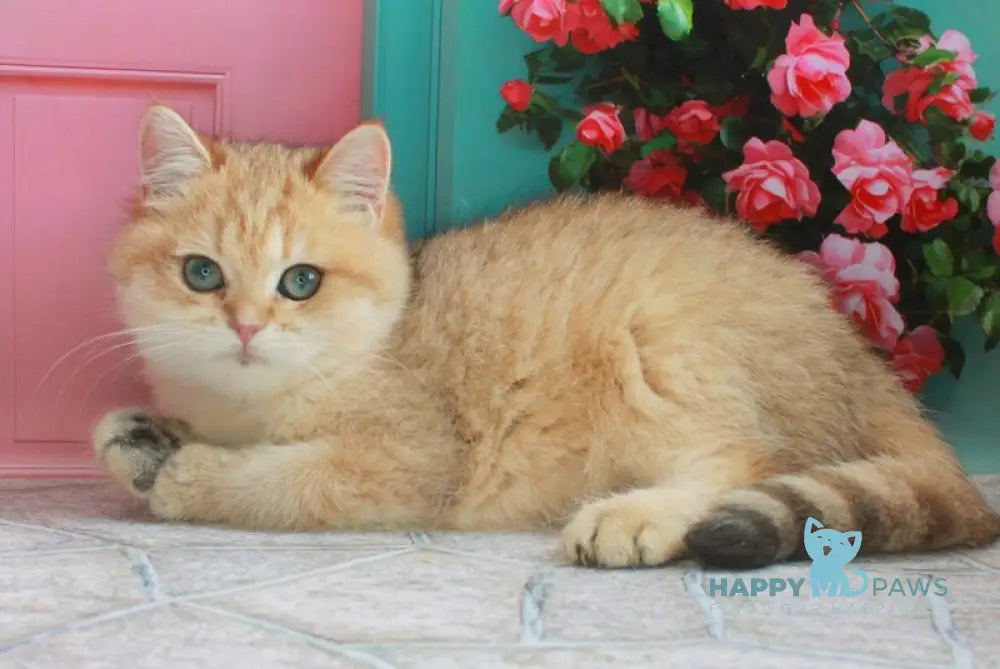 Malvina British Shorthair female black golden spotted tabby live animals