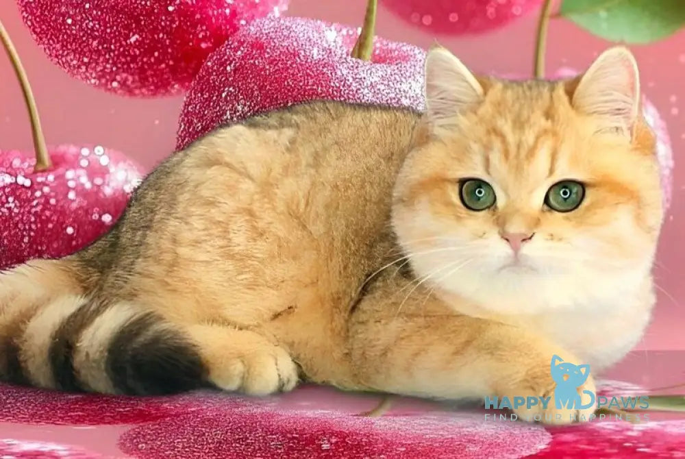 Malvina British Shorthair female black golden spotted tabby live animals