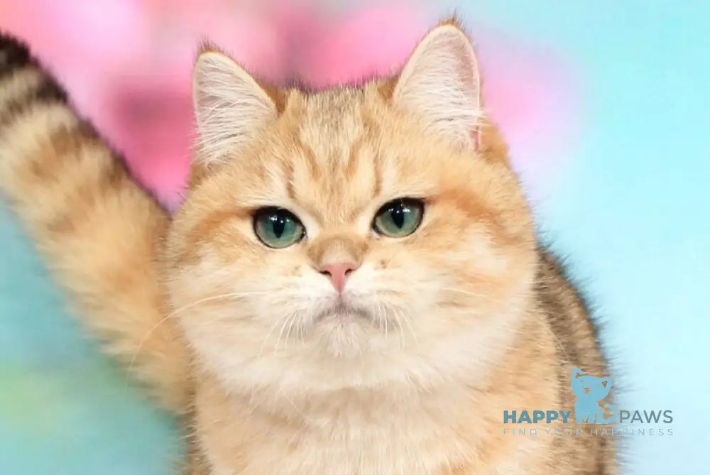 Malvina British Shorthair female black golden spotted tabby live animals