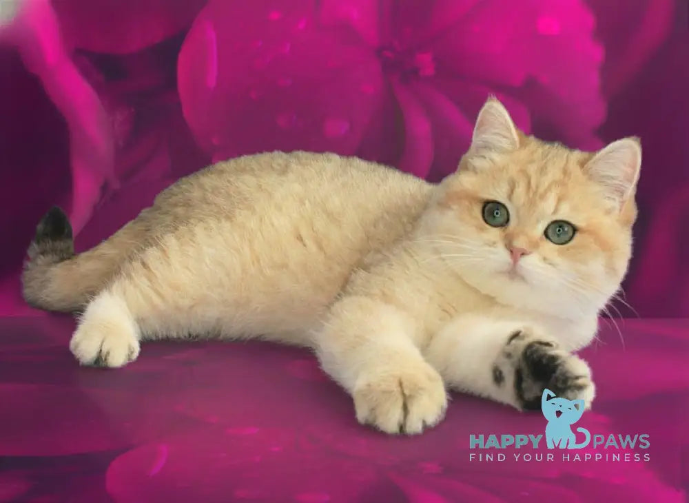 Malvina British Shorthair female black golden spotted tabby live animals