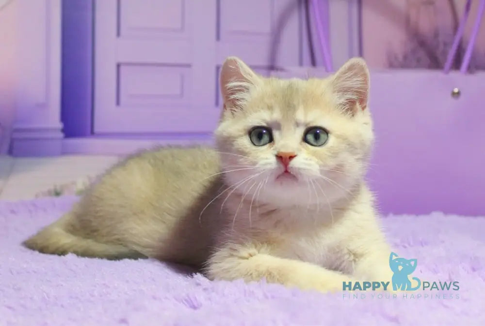 Malvina British Shorthair female blue golden shaded live animals