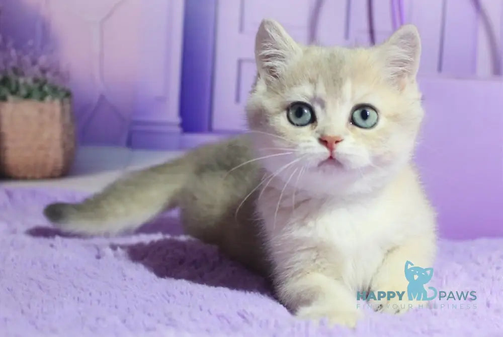 Malvina British Shorthair female blue golden shaded live animals
