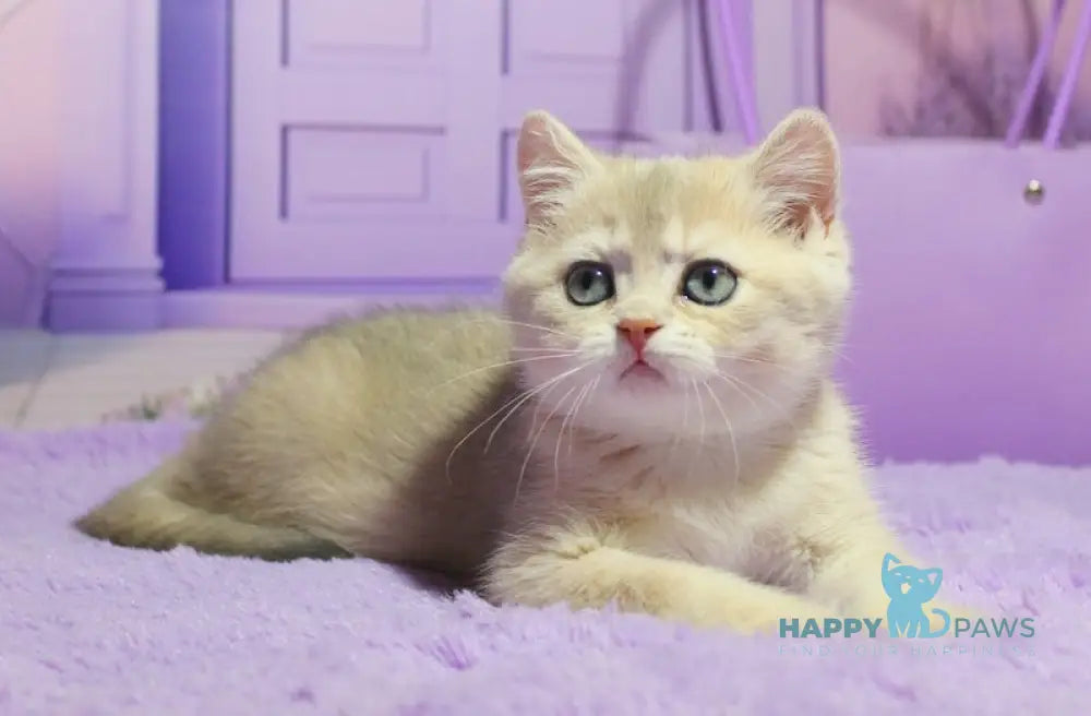 Malvina British Shorthair female blue golden shaded live animals