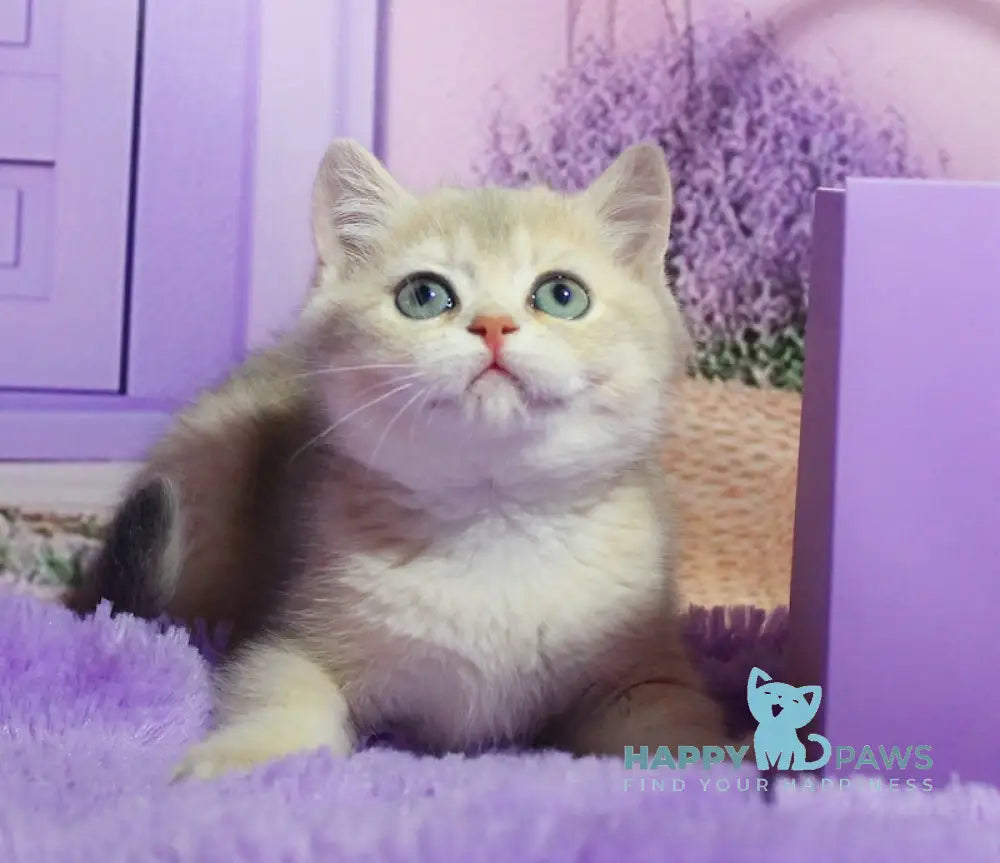 Malvina British Shorthair female blue golden shaded live animals