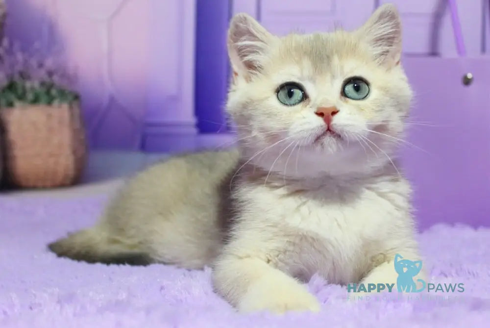 Malvina British Shorthair female blue golden shaded live animals