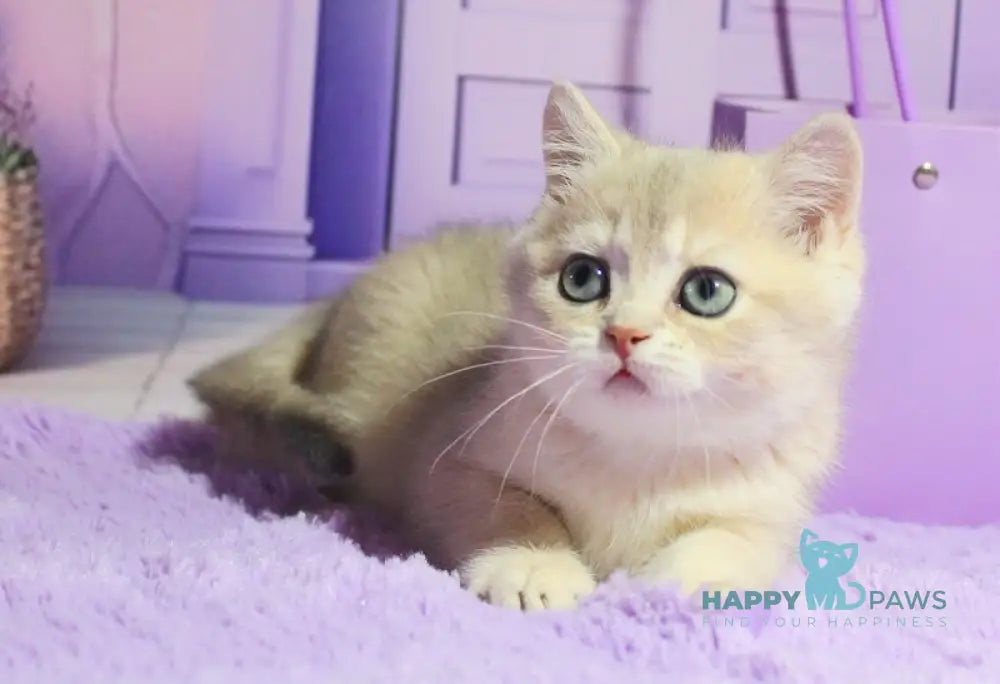 Malvina British Shorthair female blue golden shaded live animals