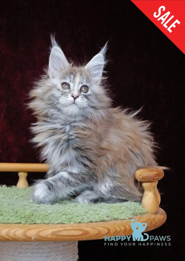 Malvina Maine Coon female blue tortie silver tabby live animals