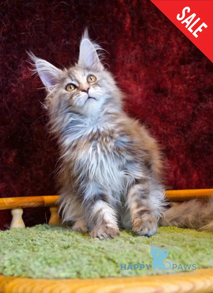 Malvina Maine Coon female blue tortie silver tabby - live animals