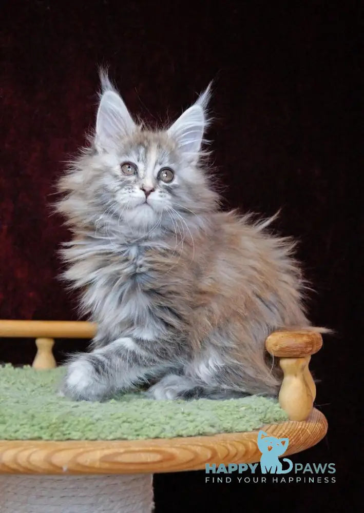 Malvina Maine Coon female blue tortie silver tabby live animals