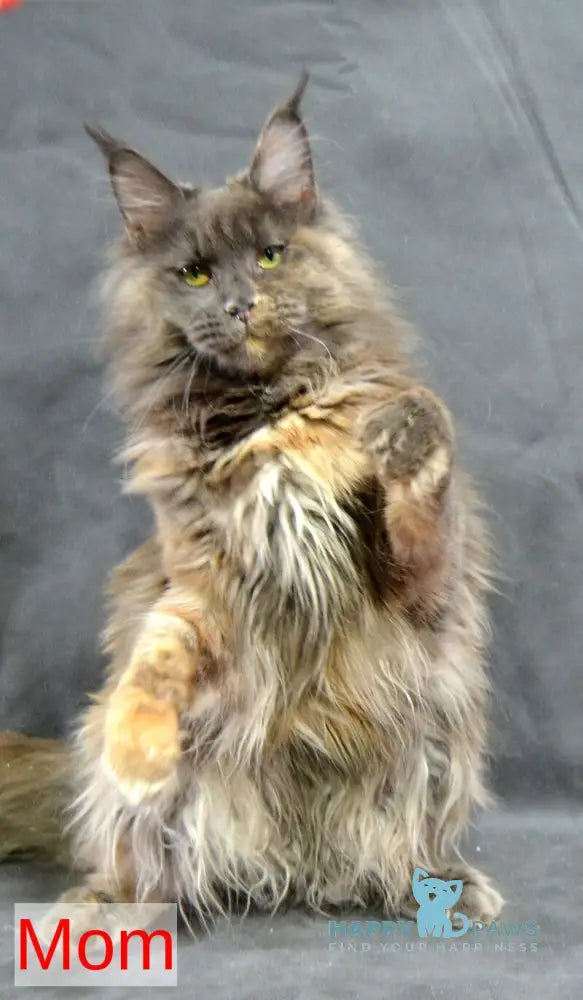 Malvina Maine Coon female blue tortie silver tabby live animals