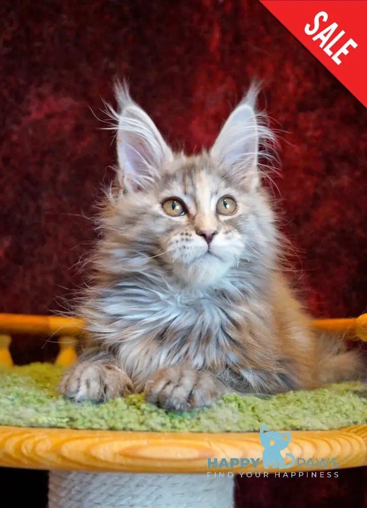 Malvina Maine Coon female blue tortie silver tabby - live animals