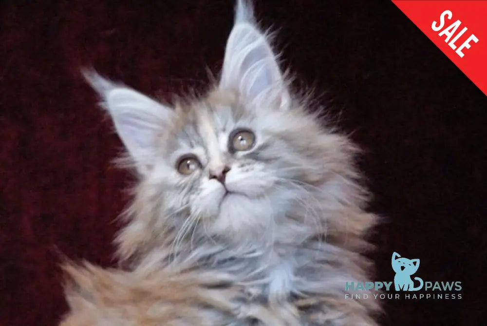 Malvina Maine Coon female blue tortie silver tabby live animals