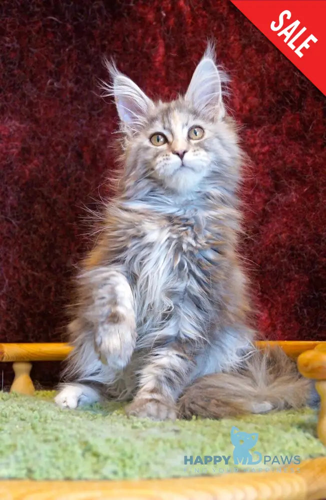 Malvina Maine Coon female blue tortie silver tabby - live animals