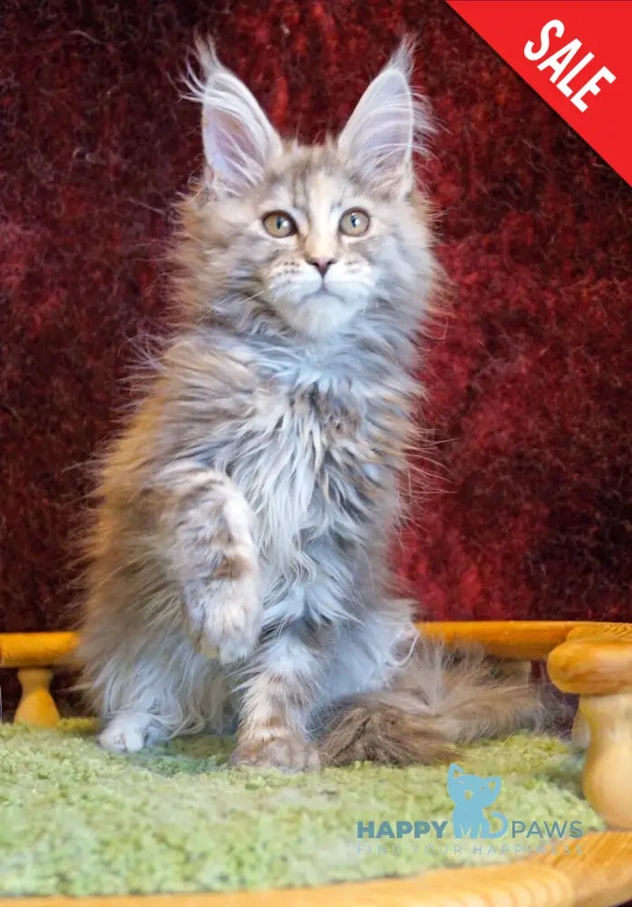 Malvina Maine Coon female blue tortie silver tabby - live animals