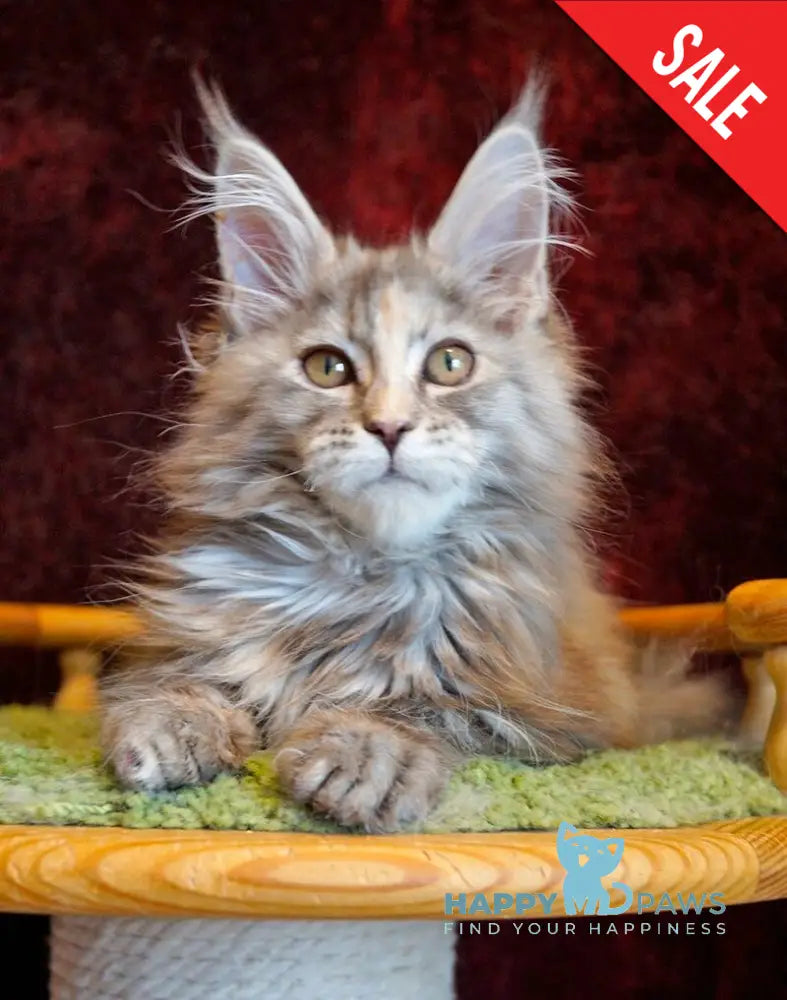 Malvina Maine Coon female blue tortie silver tabby - live animals