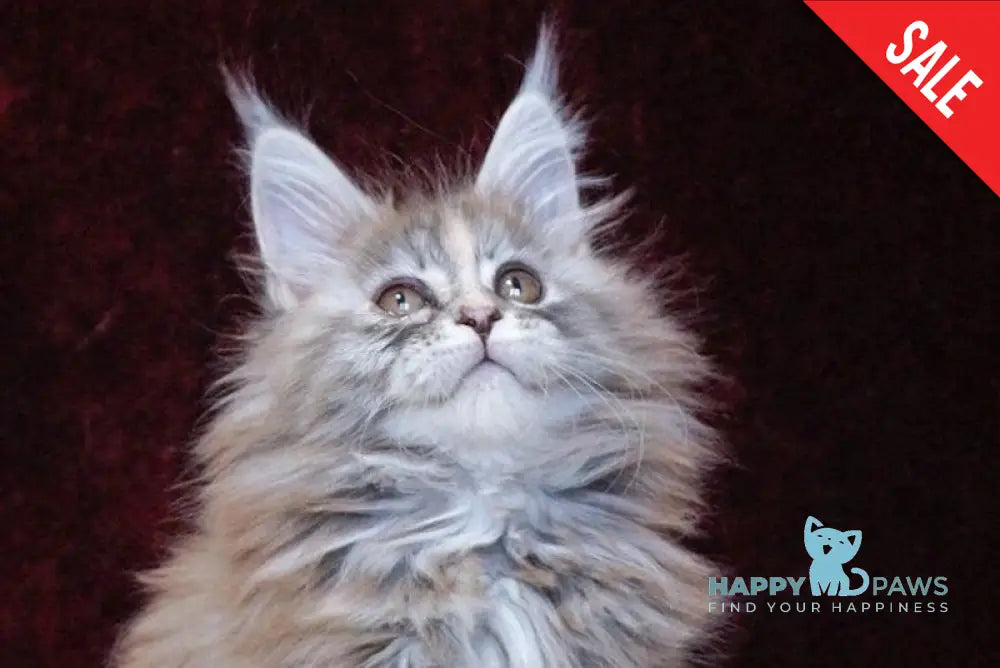 Malvina Maine Coon female blue tortie silver tabby live animals
