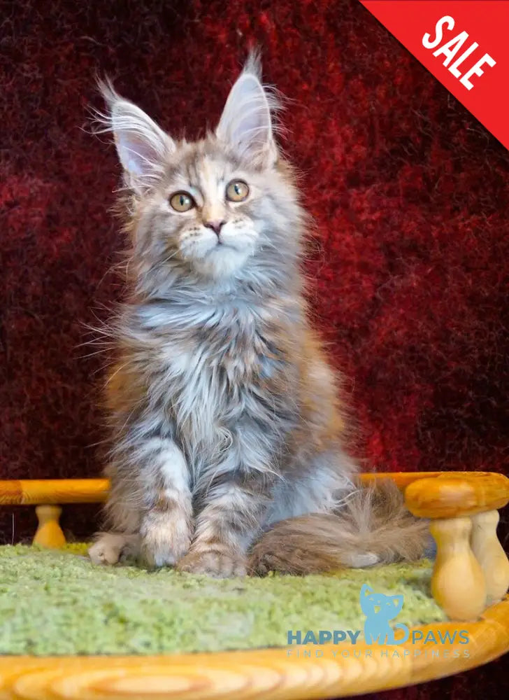 Malvina Maine Coon female blue tortie silver tabby - live animals