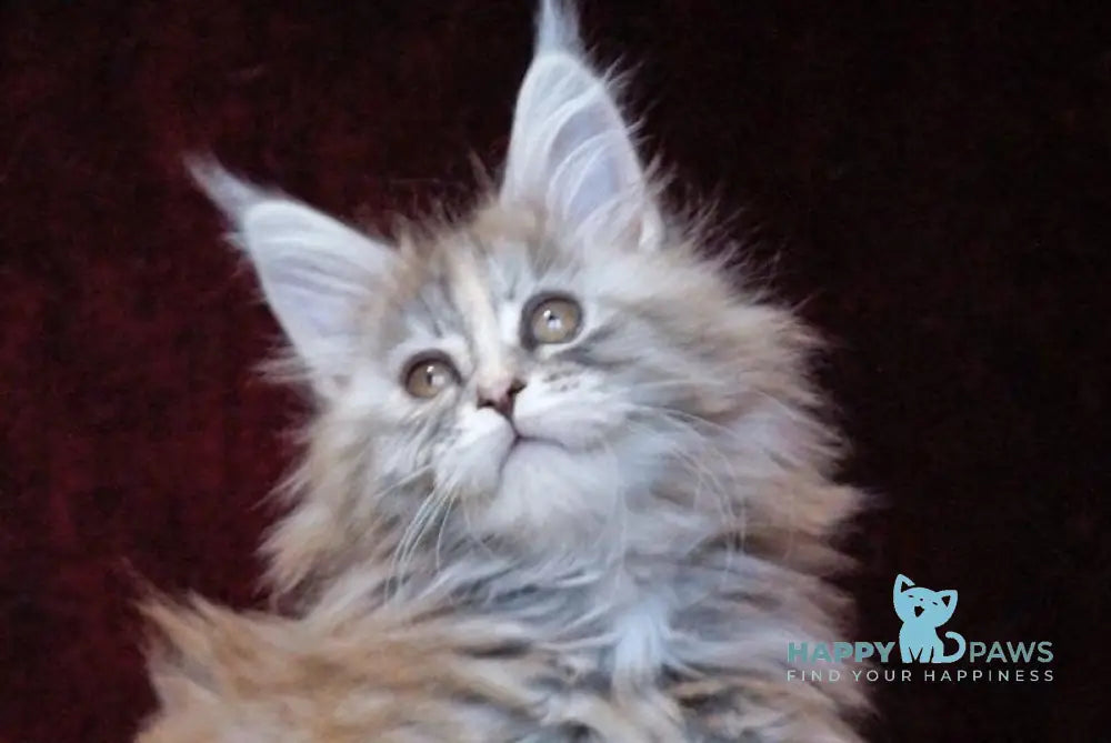 Malvina Maine Coon female blue tortie silver tabby live animals