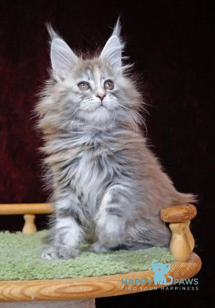 Malvina Maine Coon female blue tortie silver tabby live animals