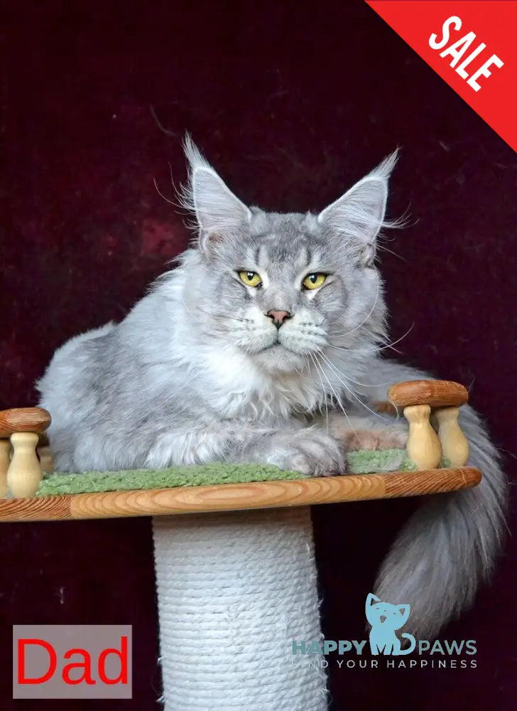 Malvina Maine Coon female blue tortie silver tabby live animals