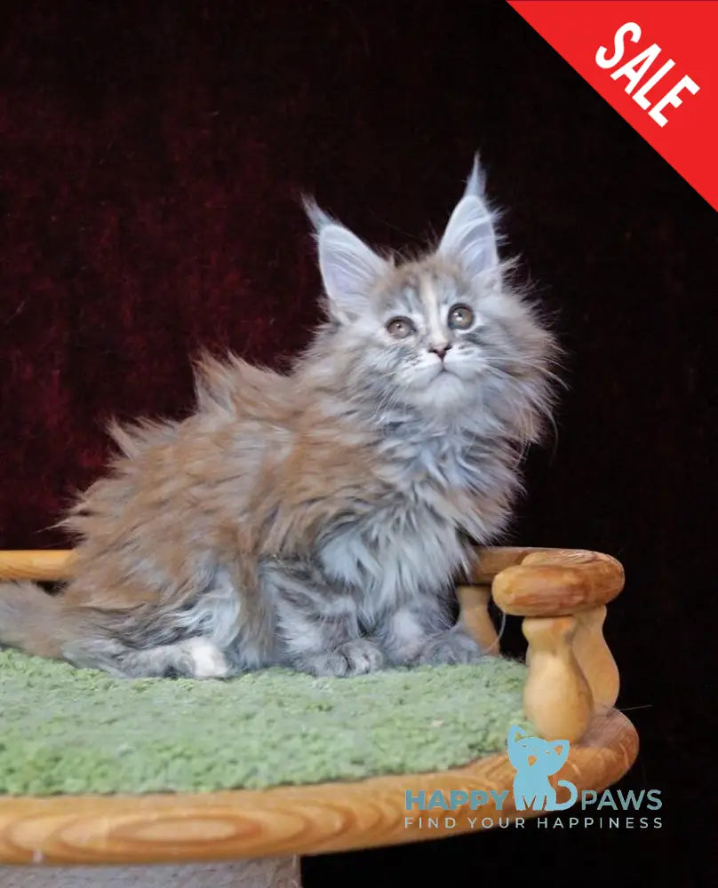 Malvina Maine Coon female blue tortie silver tabby live animals