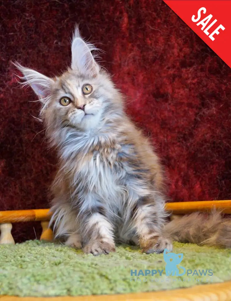 Malvina Maine Coon female blue tortie silver tabby - live animals