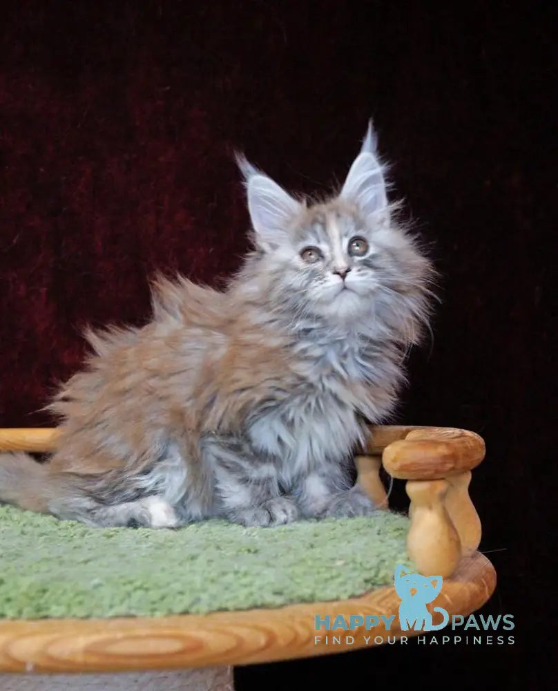 Malvina Maine Coon female blue tortie silver tabby live animals
