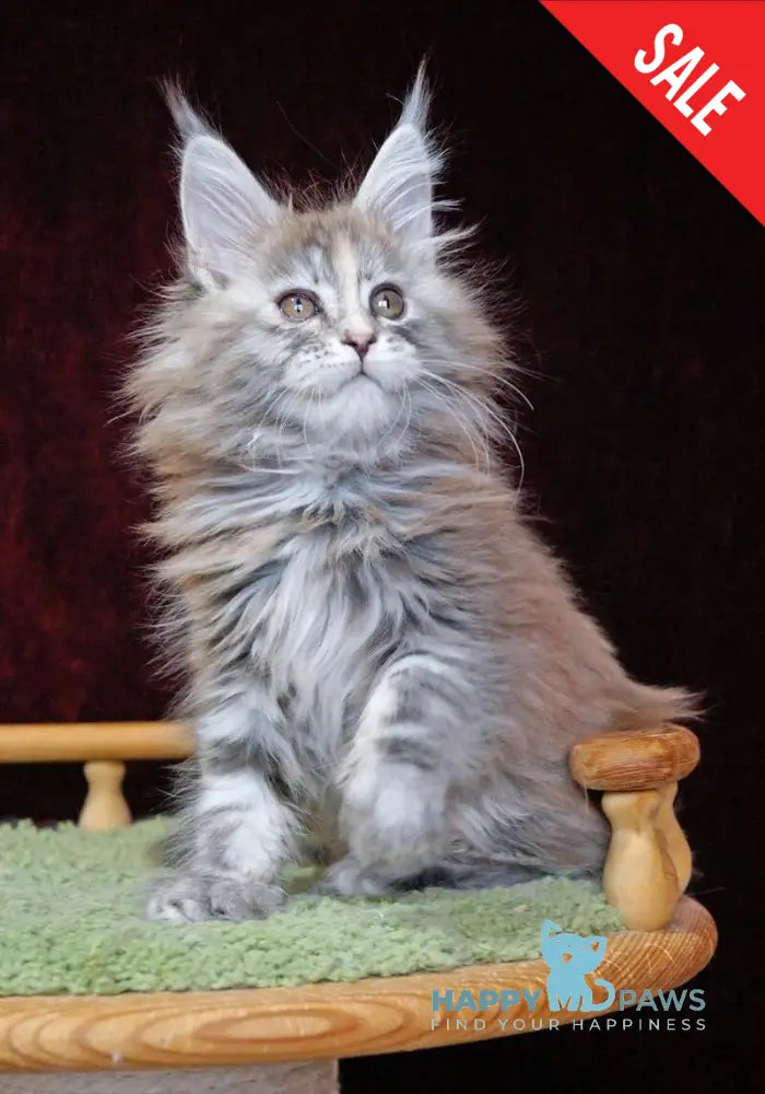 Malvina Maine Coon female blue tortie silver tabby live animals