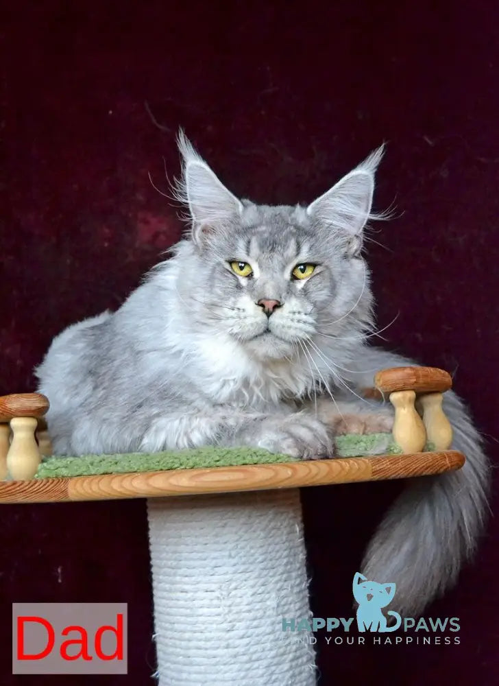 Malvina Maine Coon female blue tortie silver tabby live animals