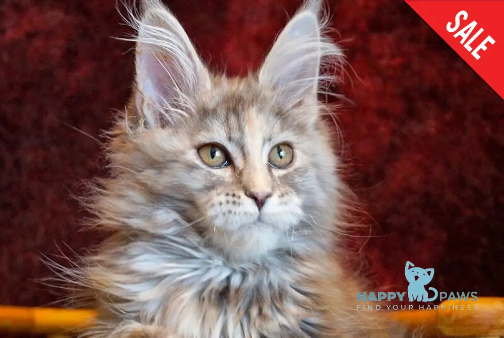 Malvina Maine Coon female blue tortie silver tabby - live animals