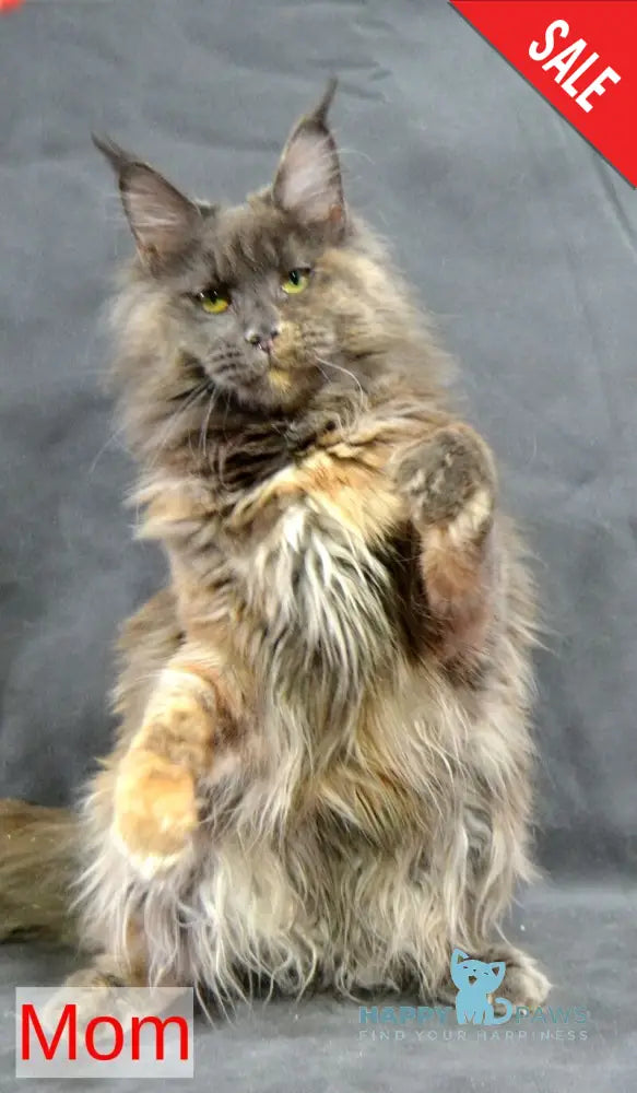 Malvina Maine Coon female blue tortie silver tabby live animals