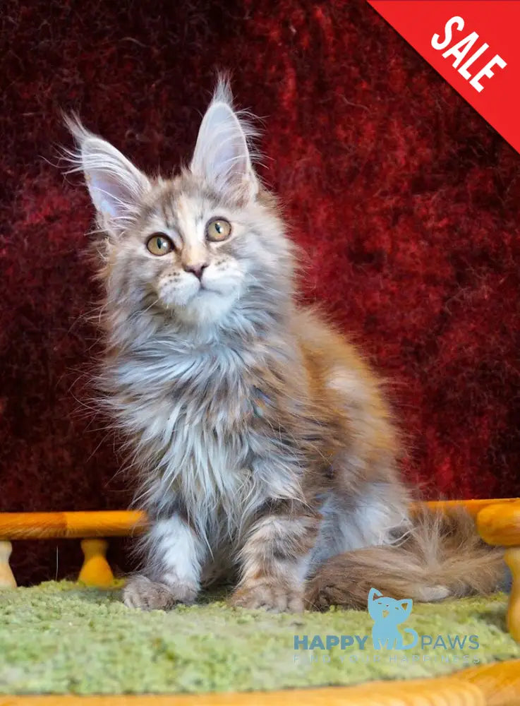 Malvina Maine Coon female blue tortie silver tabby - live animals